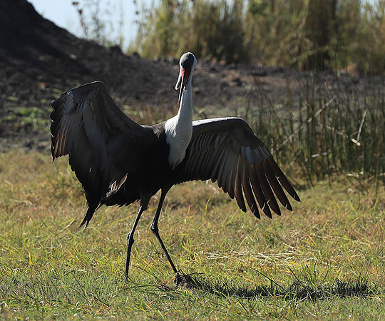 Wattled crane - Kafue NP
