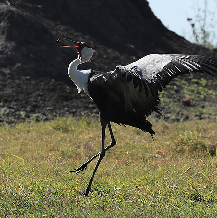 Wattled crane - Kafue NP