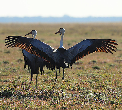 Whattled crane - Liuwa Plain NP
