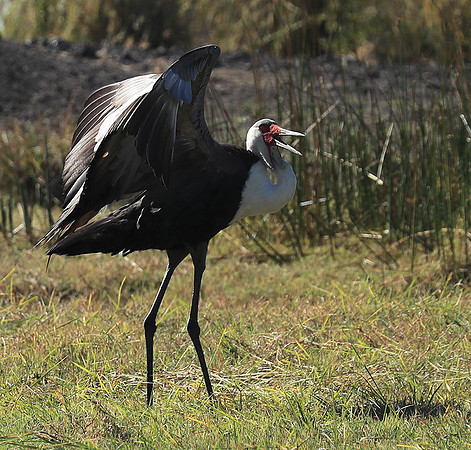 Wattled crane - Kafue NP