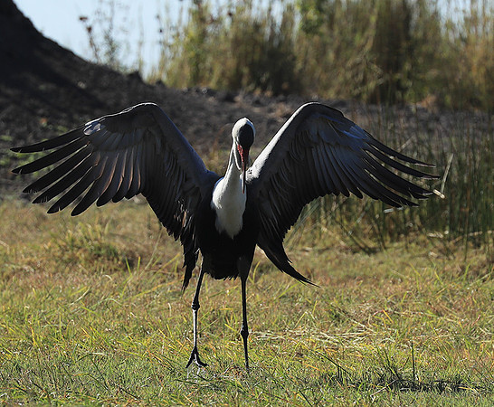 Wattled crane - Kafue NP
