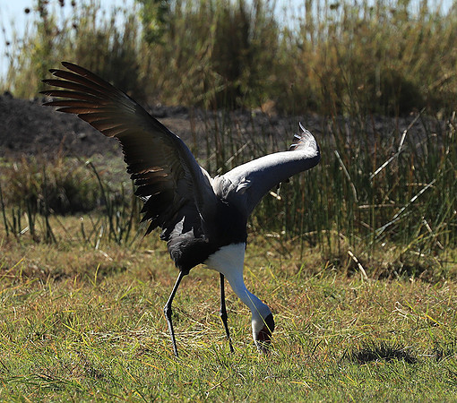 Wattled crane - Kafue NP