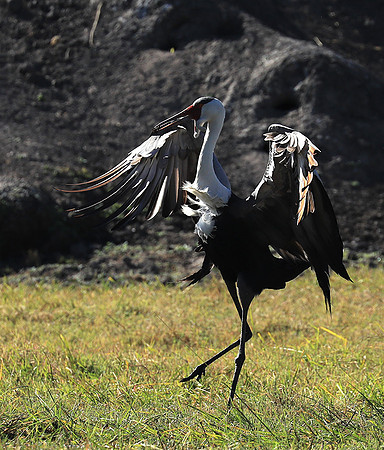 Wattled crane - Kafue NP