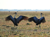 Whattled crane - Liuwa Plain NP