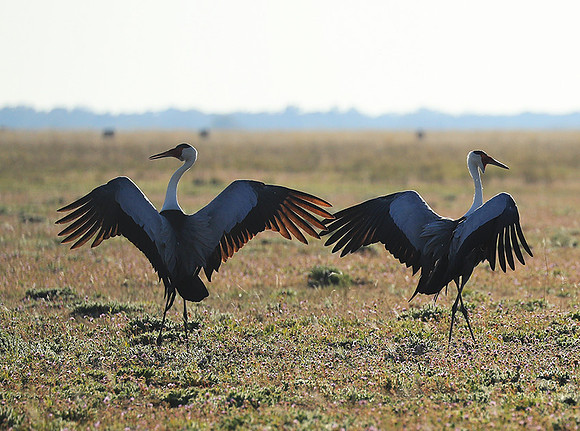 Whattled crane - Liuwa Plain NP