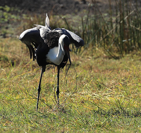 Wattled crane - Kafue NP