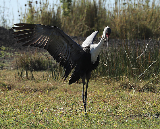 Wattled crane - Kafue NP