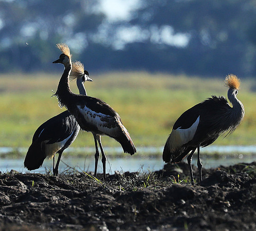 Grey-crowned crane - Kafue NP