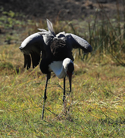 Wattled crane - Kafue NP