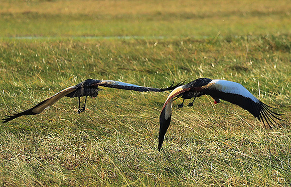 Grey-crowned crane - Kafue NP