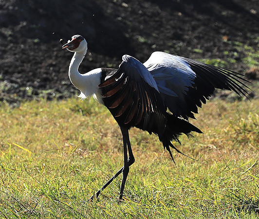 Wattled crane - Kafue NP