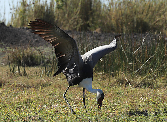 Wattled crane - Kafue NP