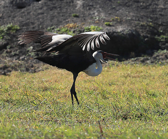 Wattled crane mating dance