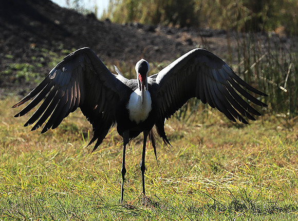 Wattled crane - Kafue NP