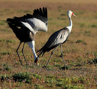 Whattled crane - Liuwa Plain NP