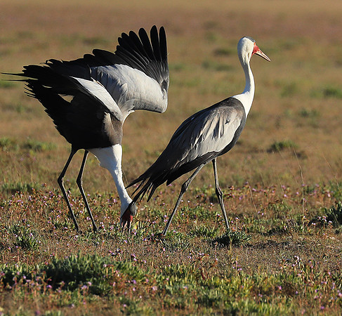 Whattled crane - Liuwa Plain NP
