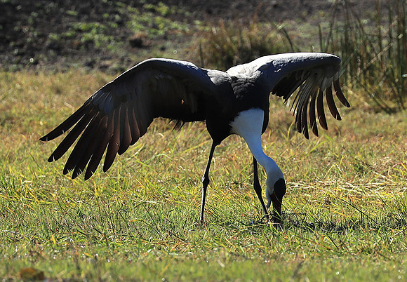 Wattled crane - Kafue NP
