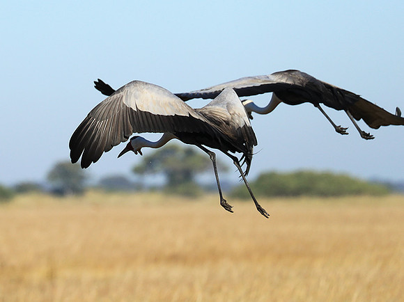 Wattled crane - Kafue NP