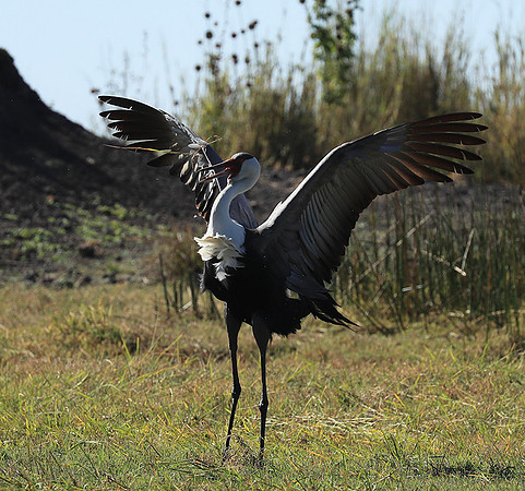 Wattled crane - Kafue NP