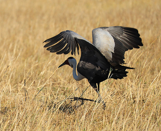 Wattled crane - Kafue NP