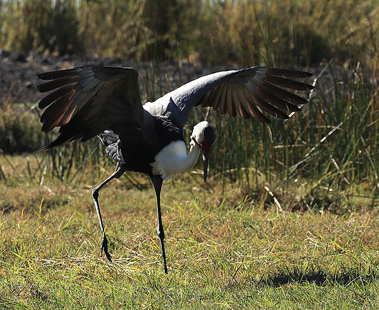 Wattled crane - Kafue NP