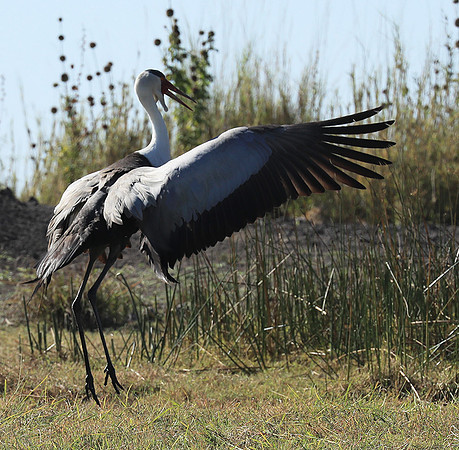 Wattled crane - Kafue NP