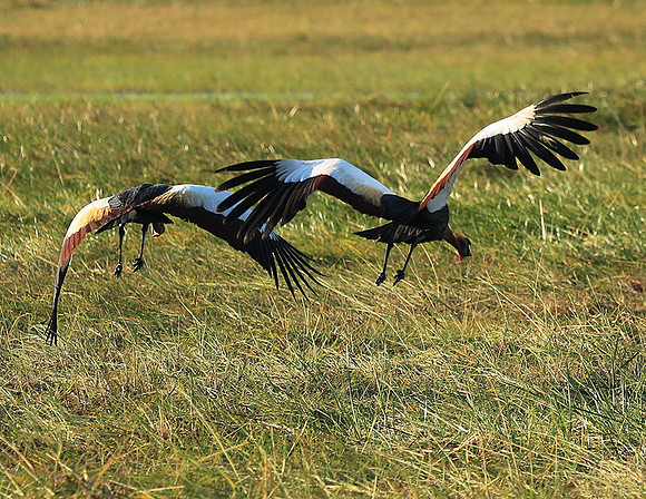 Grey-crowned crane - Kafue NP