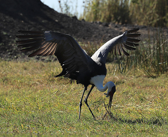 Wattled crane - Kafue NP