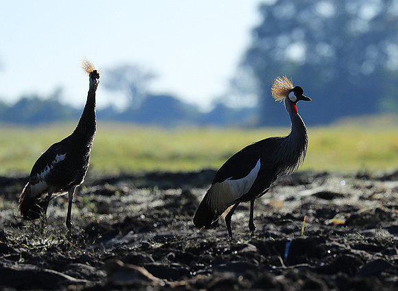 Grey-crowned crane - Kafue NP