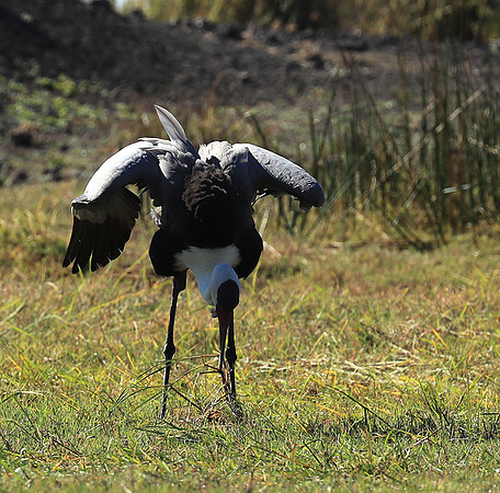 Wattled crane - Kafue NP