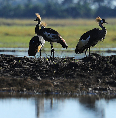 Grey-crowned crane - Kafue NP