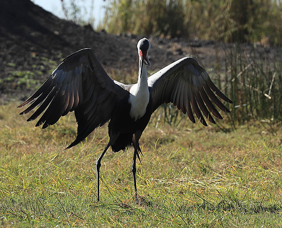 Wattled crane - Kafue NP