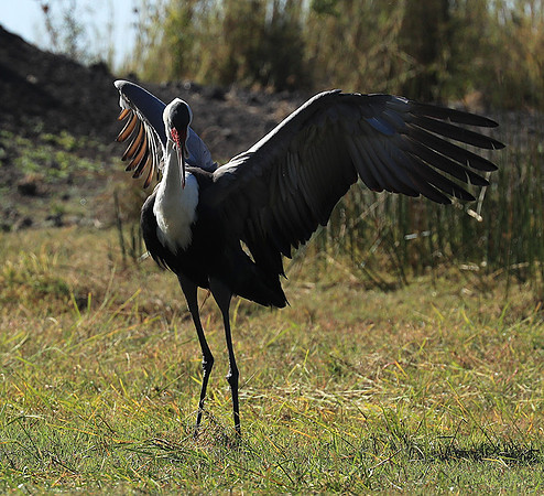 Wattled crane - Kafue NP