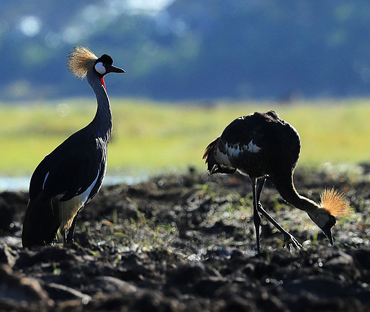 Grey-crowned crane - Kafue NP
