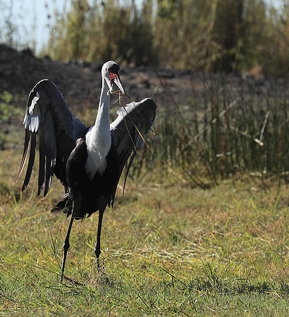 Wattled crane - Kafue NP