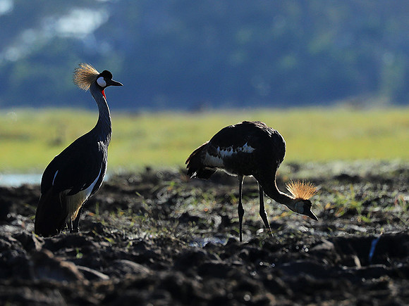 Grey-crowned crane - Kafue NP