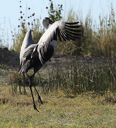 Wattled crane - Kafue NP