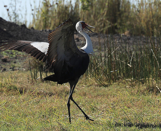 Wattled crane - Kafue NP