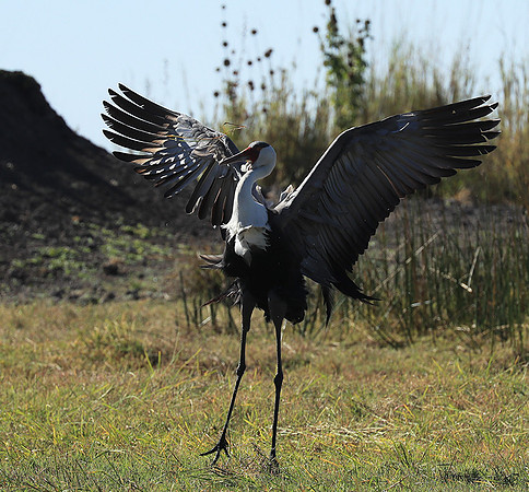 Wattled crane - Kafue NP