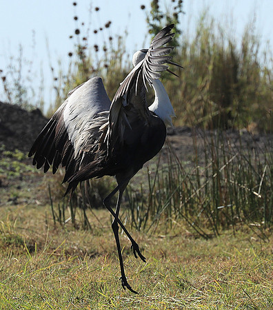 Wattled crane - Kafue NP