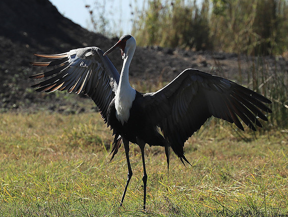 Wattled crane - Kafue NP