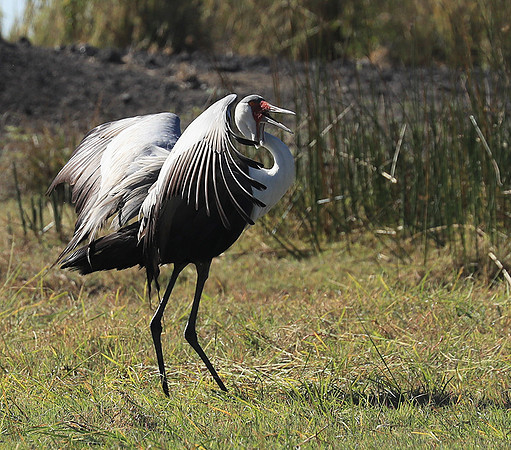 Wattled crane - Kafue NP