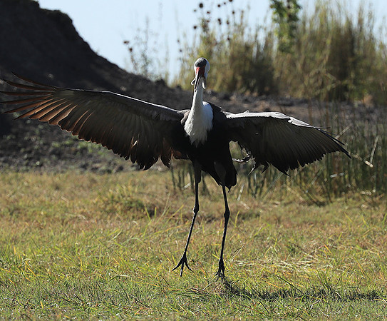 Wattled crane - Kafue NP