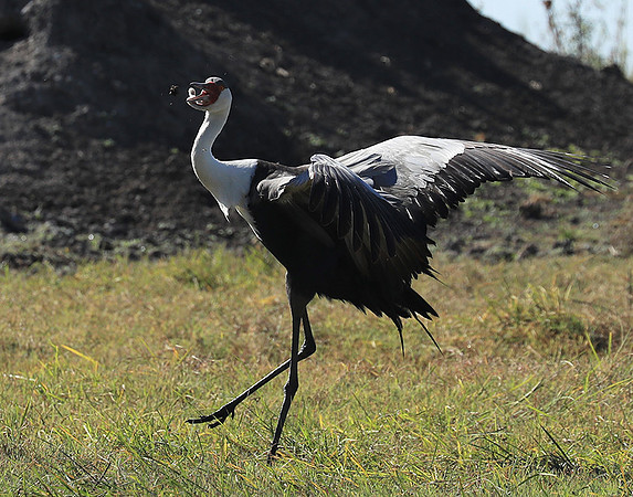 Wattled crane - Kafue NP