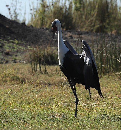 Wattled crane - Kafue NP
