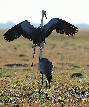 Whattled crane - Liuwa Plain NP