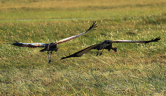 Grey-crowned crane - Kafue NP