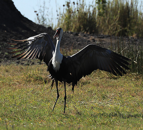 Wattled crane - Kafue NP
