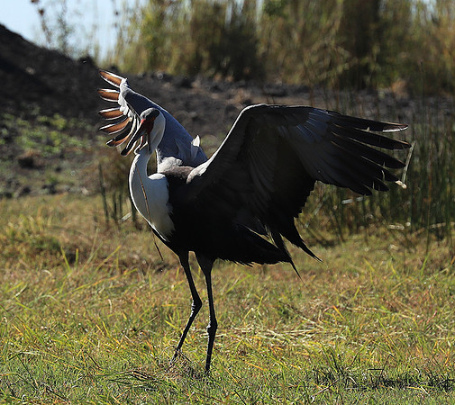 Wattled crane - Kafue NP