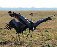 Whattled crane - Liuwa Plain NP